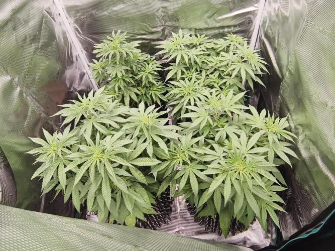 Cbd Critical xxl. Week 6