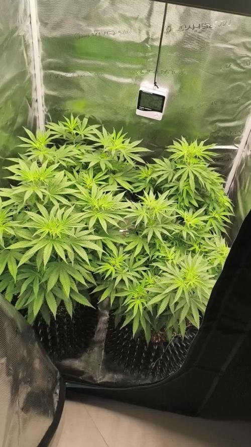 Cbd Critical xxl