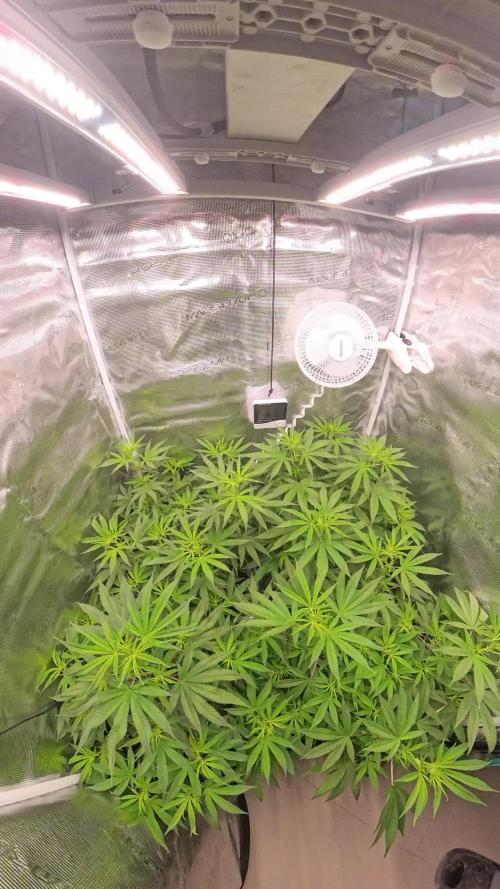 Cbd Critical xxl