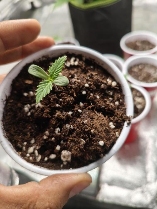 Pure CBD Punch. Week 0