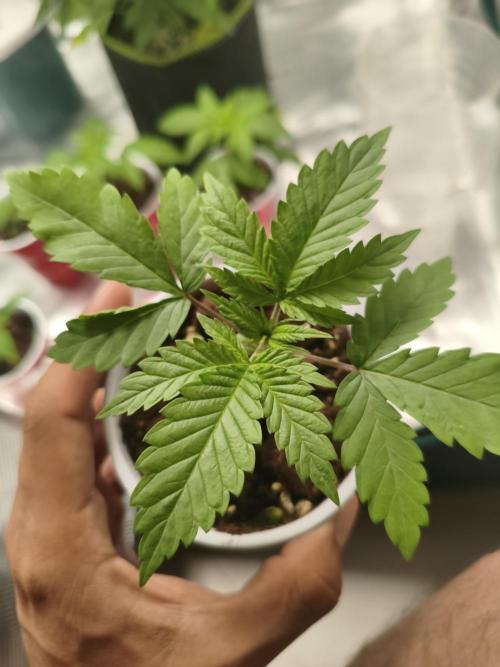 Pure CBD Punch. Week 3