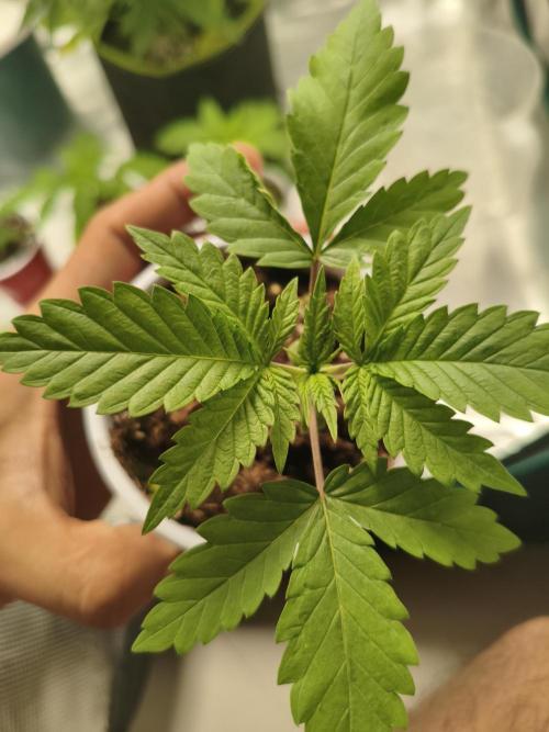 Pure CBD Punch. Week 3