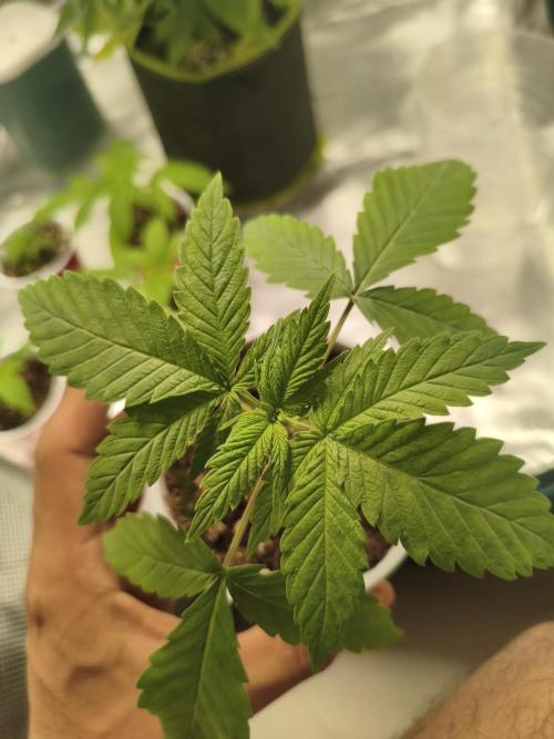 Pure CBD Punch. Week 3