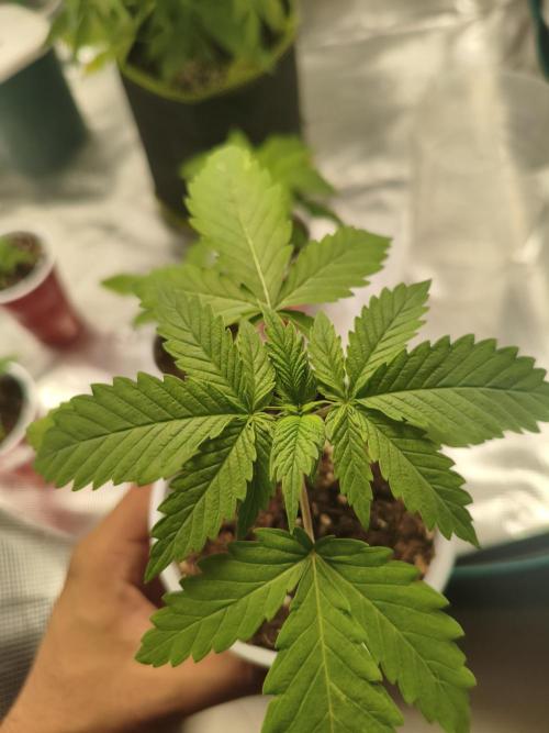 Pure CBD Punch. Week 3