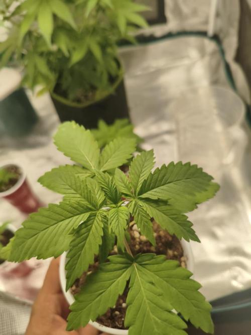 Pure CBD Punch. Week 3