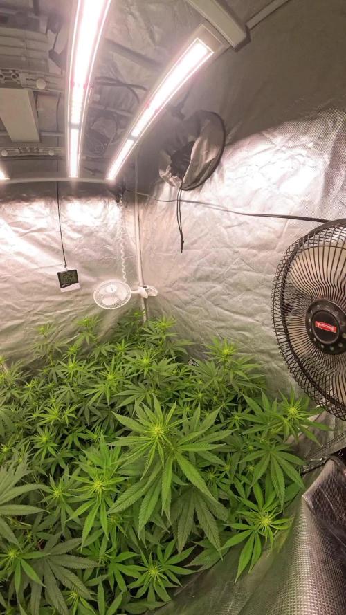 Cbd Critical xxl