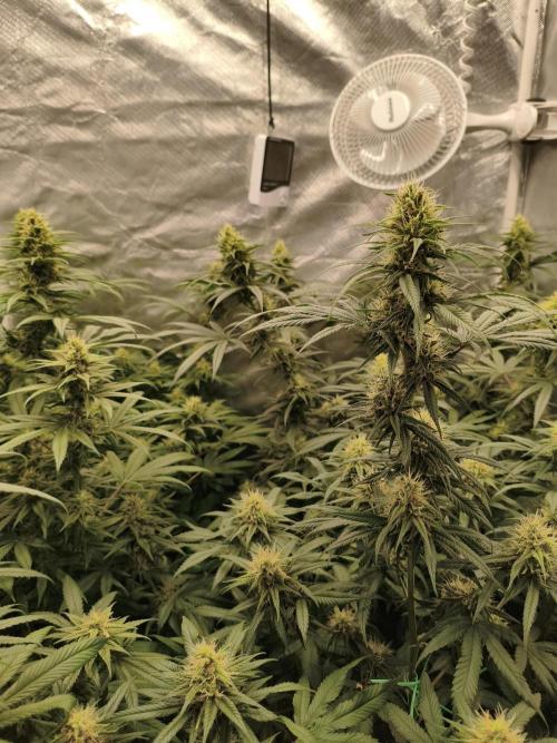 Cbd Critical xxl. Week 11