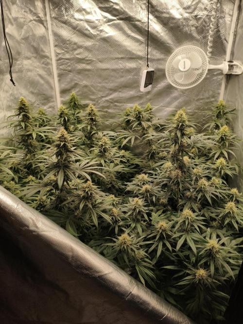 Cbd Critical xxl. Week 11