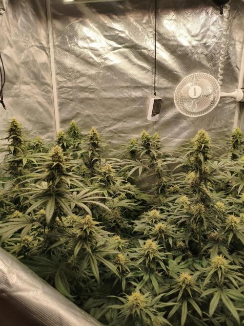 Cbd Critical xxl. Week 11