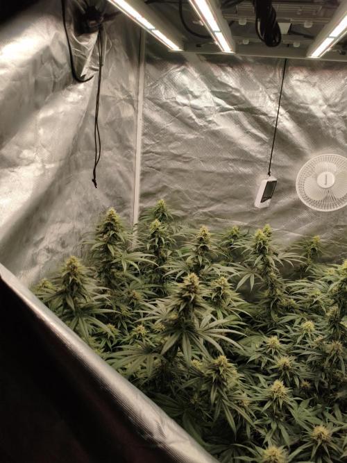 Cbd Critical xxl. Week 11