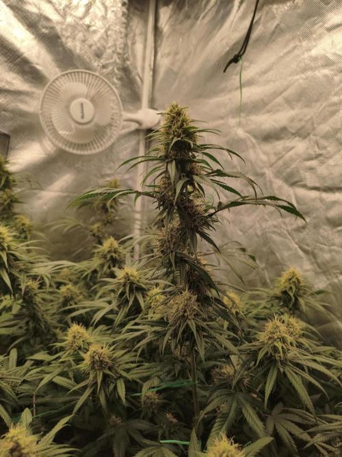 Cbd Critical xxl. Week 12