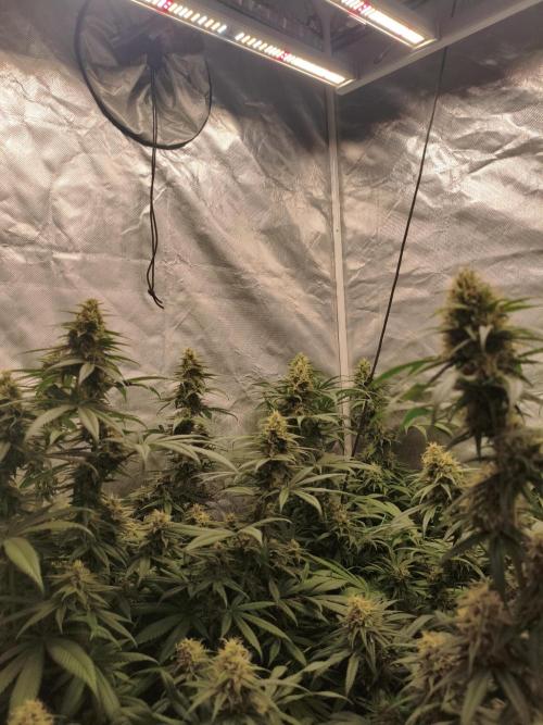 Cbd Critical xxl. Week 12