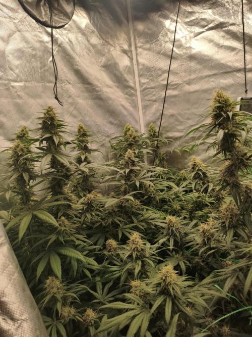 Cbd Critical xxl. Week 12