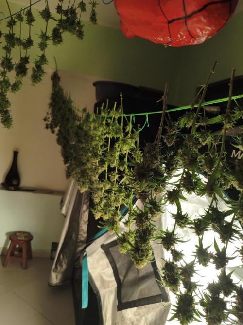 Cbd Critical xxl. Week 14