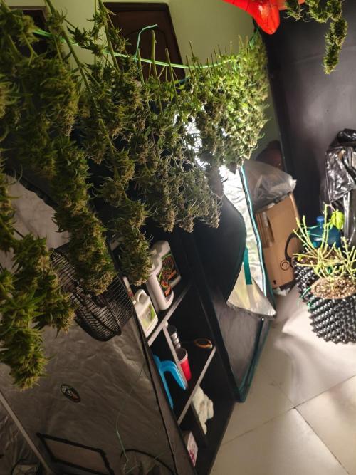 Cbd Critical xxl. Week 14