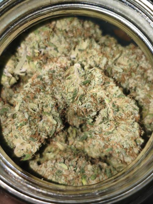 Cbd Critical xxl. Week 14