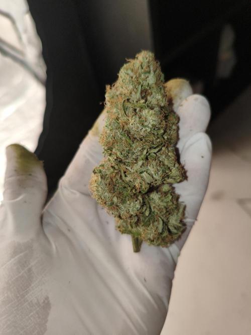 Cbd Critical xxl. Week 14