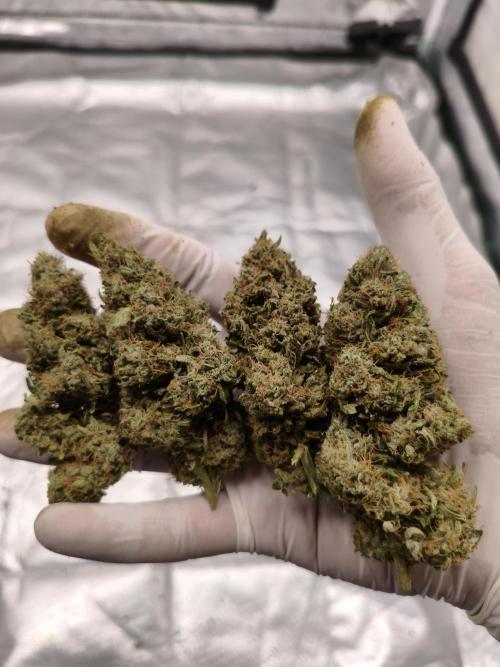 Cbd Critical xxl. Week 14