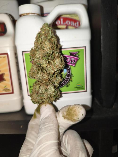 Cbd Critical xxl. Week 14