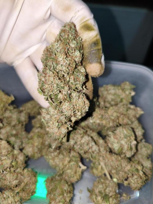 Cbd Critical xxl. Week 14