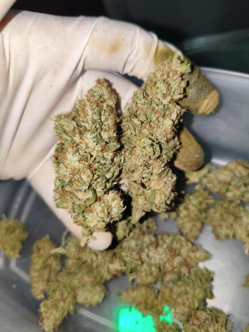 Cbd Critical xxl. Week 14