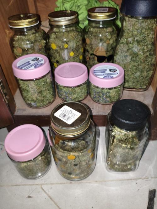 Cbd Critical xxl. Week 14