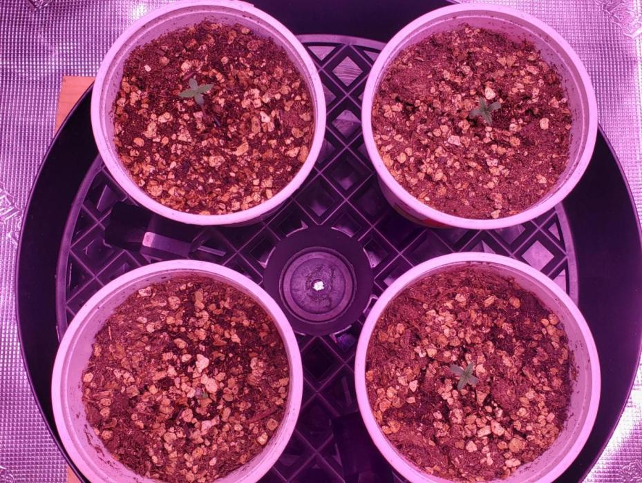 Tribute to willie nelson- the man. Week 0 - Back left 6 days old  ,right 5 days old , front left 3 days old 