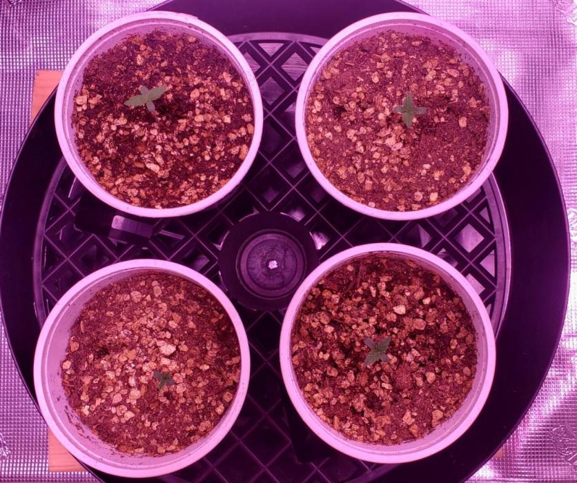 Tribute to willie nelson- the man. Week 1 - Back left 7 days ,back right , front right 6 days ,left front 4 days old