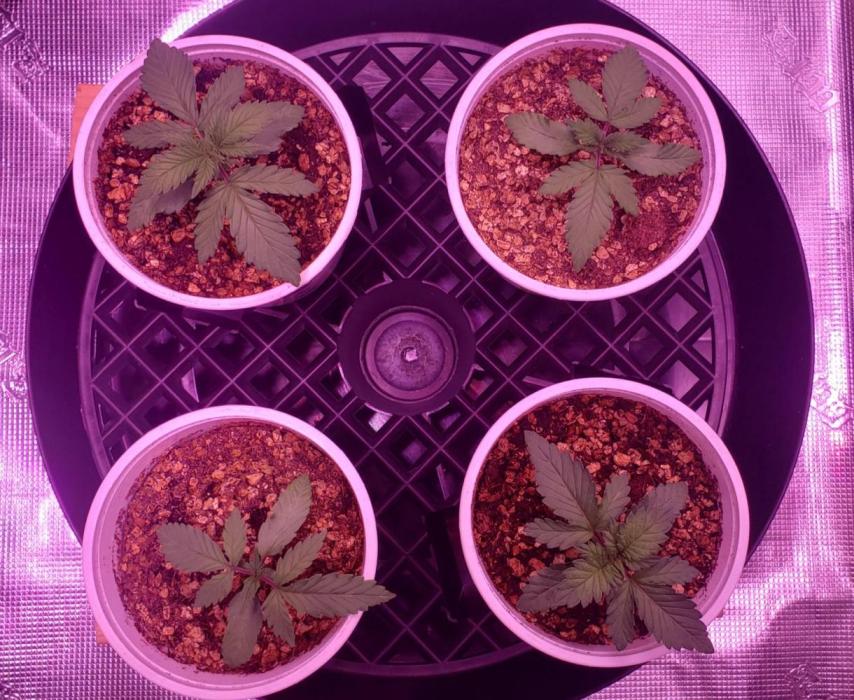 Tribute to willie nelson- the man. Week 2 - Back left 17 days old ,back right front right 16 days old ,front left 14 days 