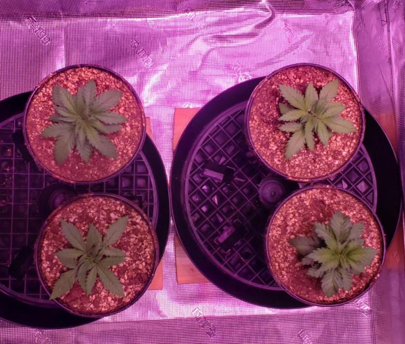 Tribute to willie nelson- the man. Week 3 - Back left 22 days old , right side 21 days ,front left 19 days old 