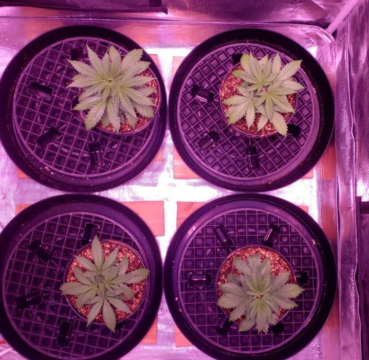 Tribute to willie nelson- the man. Week 4 - Back left 29 days old ,back right front right 28 days ,front left 26 days old 