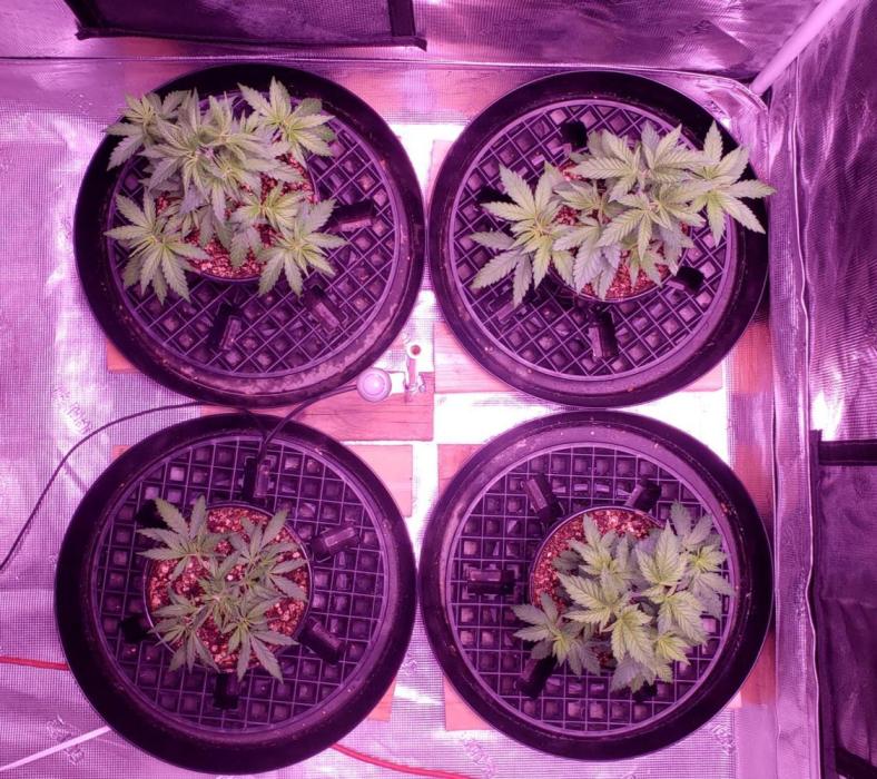 Tribute to willie nelson- the man. Week 5 - Back left 36 days old ,back right front right 35 days ,front left 33 days old 