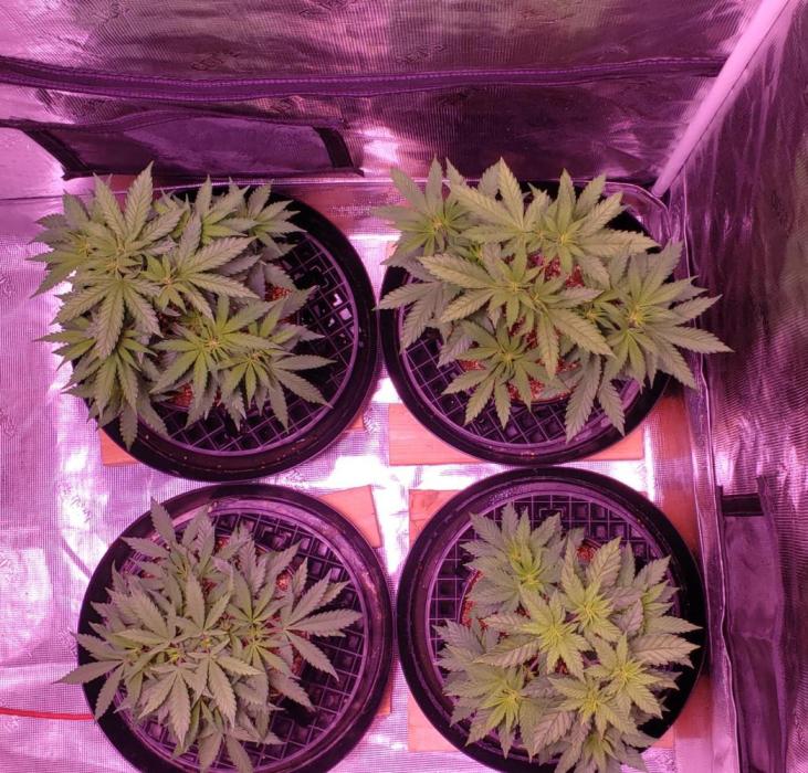 Tribute to willie nelson- the man. Week 6 - Back left 45 days ,back right and front right 44 days ,front left 42 days 