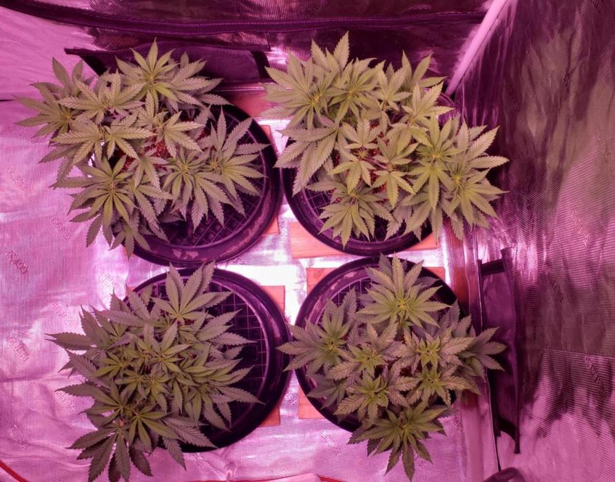 Tribute to willie nelson- the man. Week 7 - Back left 52 days old ,back right front right 51 days ,front left 49 days old 