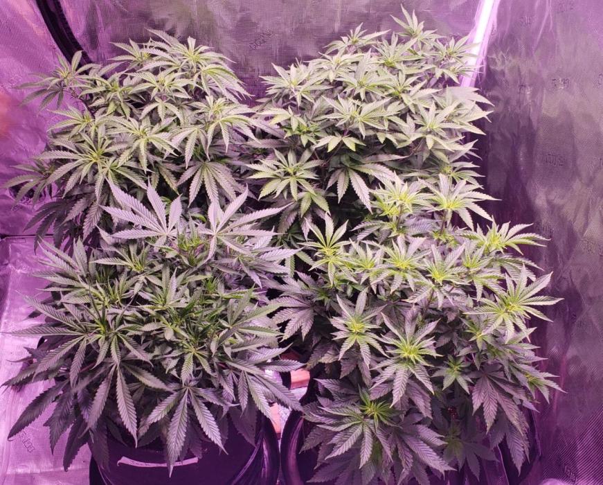 Tribute to willie nelson- the man. Week 9 - Back left 70 days ,back right front right 69 days ,front left 67 days old 