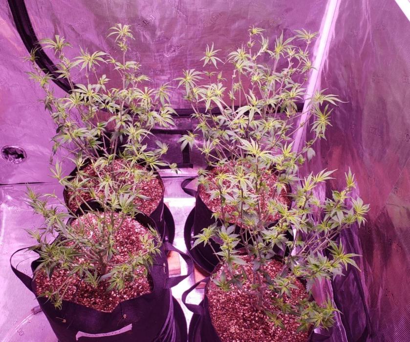 Tribute to willie nelson- the man. Week 10 - Back left 74 days ,back right front right 73 days ,front left 71 days ,day 2 fl.