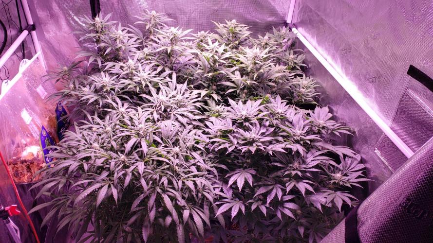 Tribute to willie nelson- the man. Week 13 - Before schwazzing 