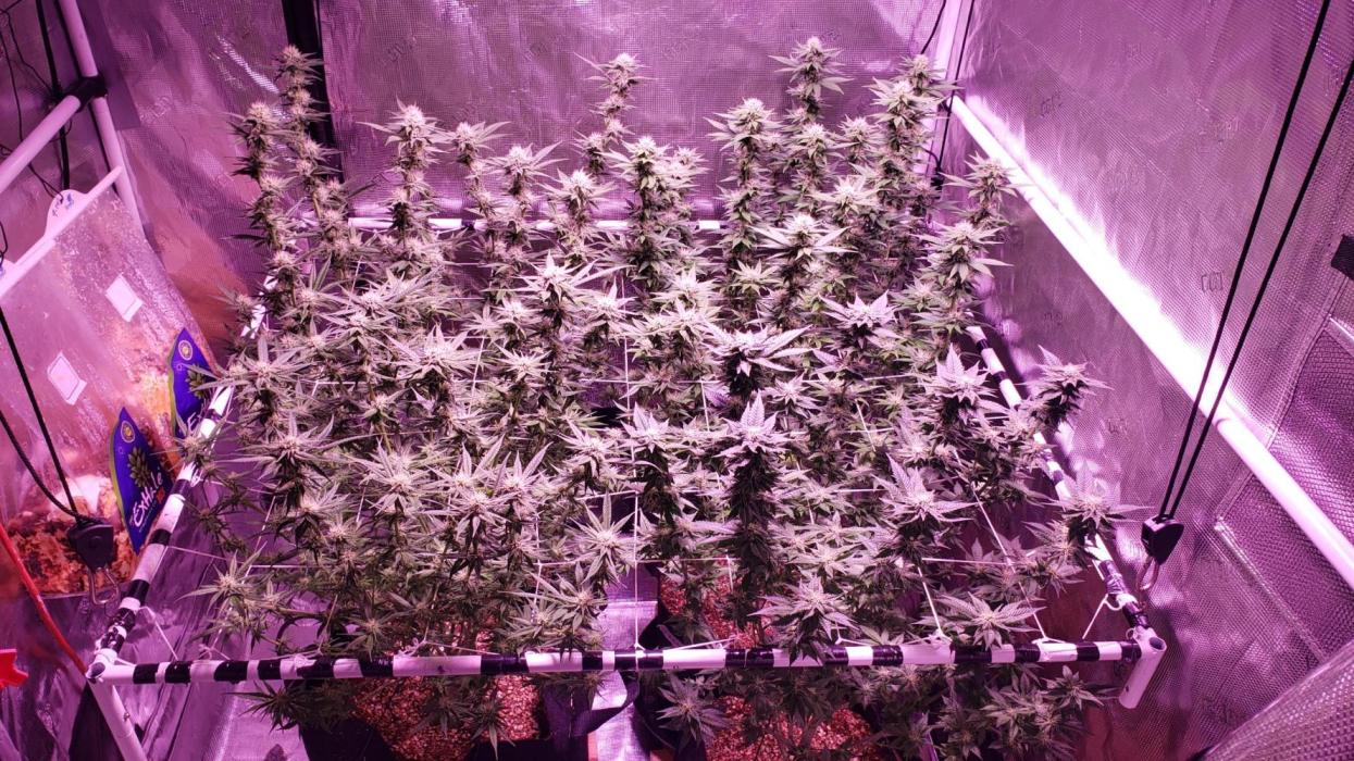 Tribute to willie nelson- the man. Week 14 - Back left 101 days ,back right front right 100 days ,front left 98 days ,29 fl.