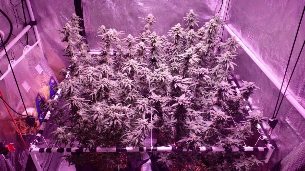 Tribute to willie nelson- the man. Week 15 - Back left 108 days, back right front right 107 days ,front left 105 days ,36 fl.