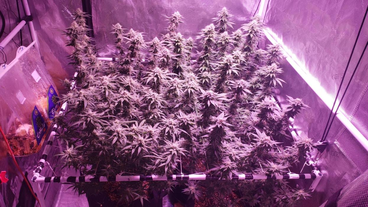 Tribute to willie nelson- the man. Week 16 - Back left 113 days ,back right front right 112 ,front left 110 ,41 days flower 