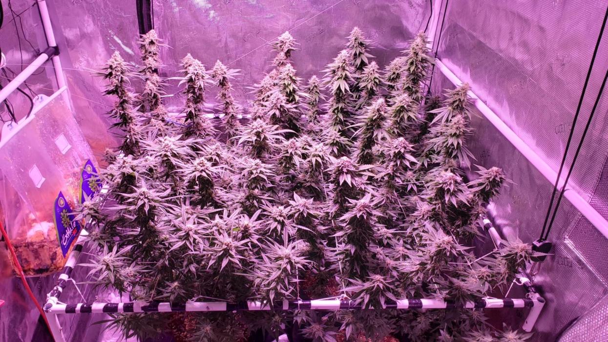 Tribute to willie nelson- the man. Week 17 - Back left 120 days ,back right front right 119 days ,front left 117 days ,48 d f