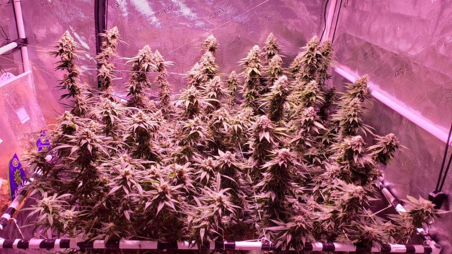 Tribute to willie nelson- the man. Week 18 - 128 ,127 ,125 ,56 days flower 