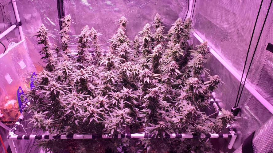 Tribute to willie nelson- the man. Week 18 - Gorilla looks like it will finish first 