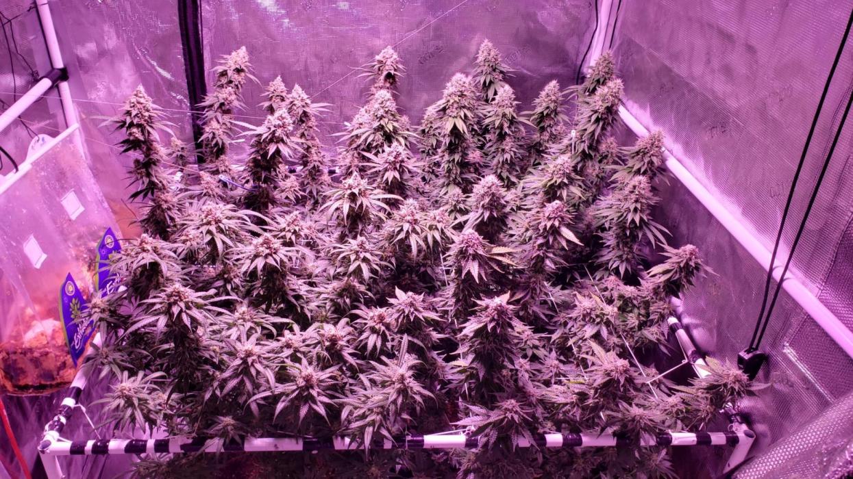 Tribute to willie nelson- the man. Week 19 - 135 ,134 ,132  ,63 days flower 