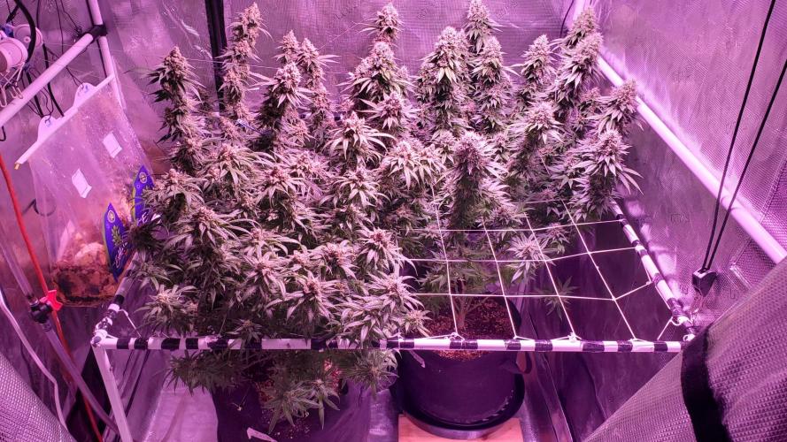Tribute to willie nelson- the man. Week 20