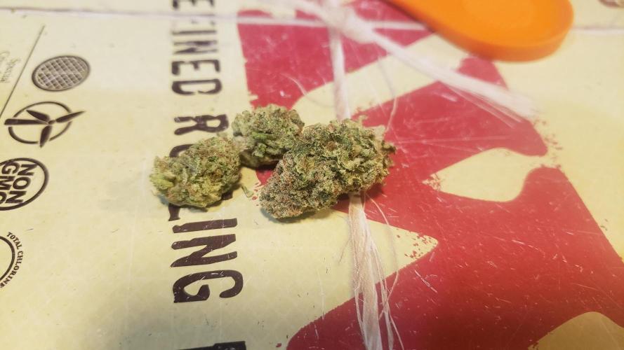 Tribute to willie nelson- the man. Week 20 - Gorilla dry sample ,not cured 