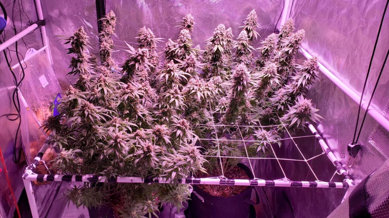 Tribute to willie nelson- the man. Week 20 - 141 ,140 ,138 , 69 days flower 