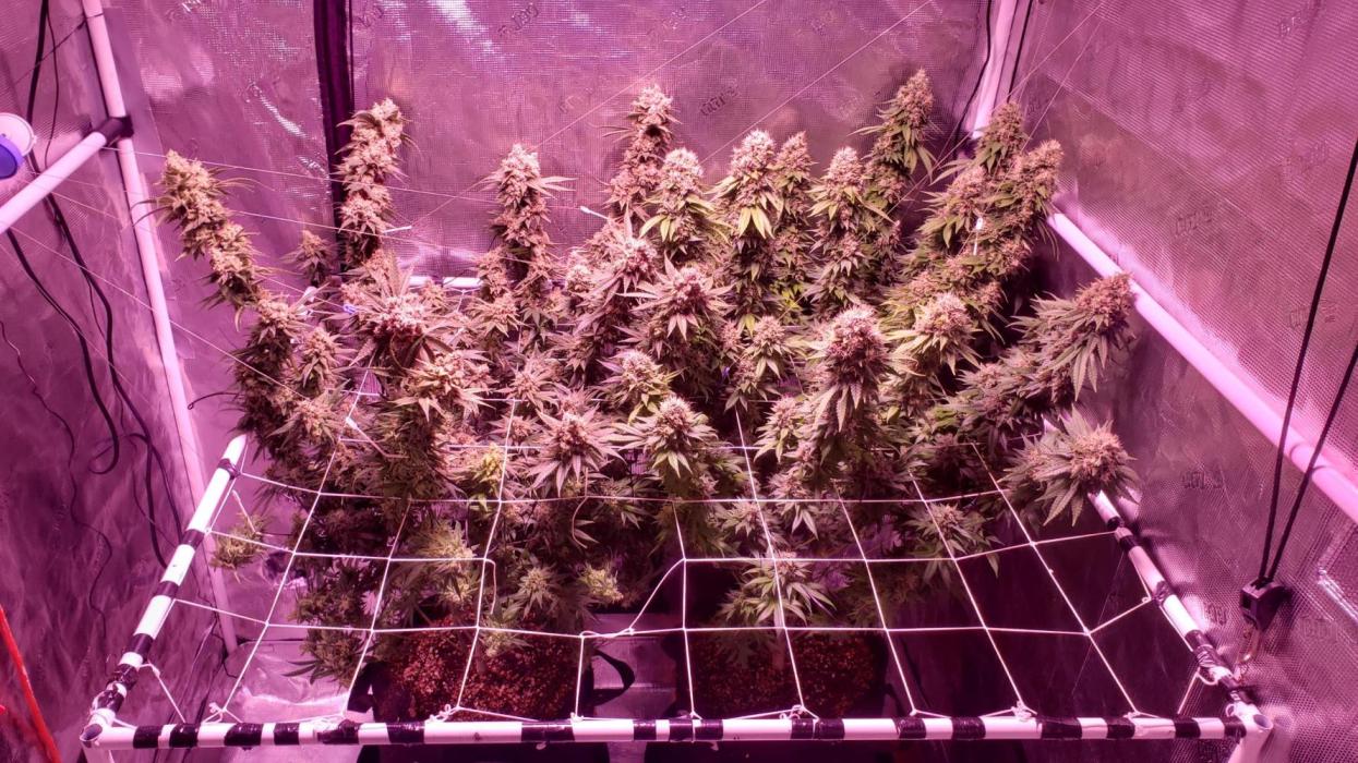 Tribute to willie nelson- the man. Week 21 - 148 ,147 ,76 days flower