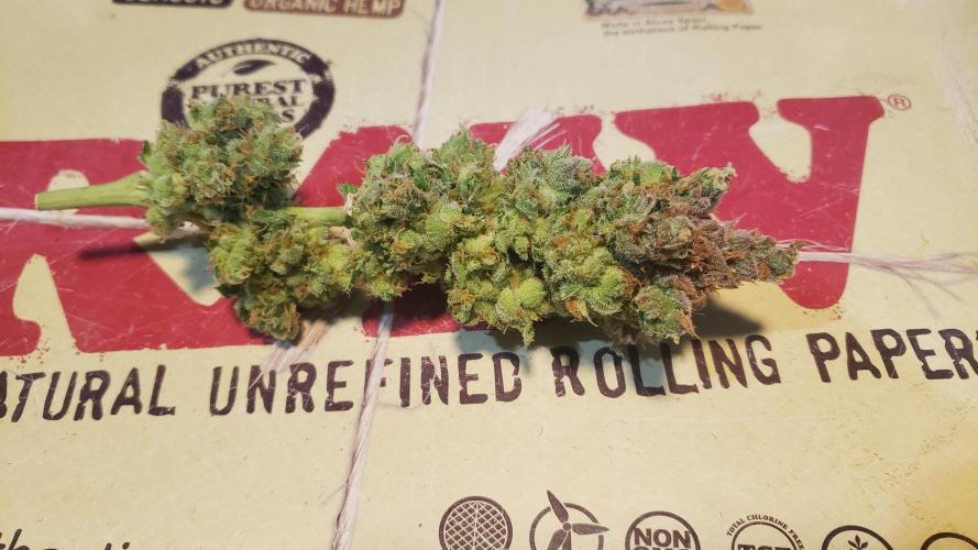 Tribute to willie nelson- the man. Week 22 - Jack herer wet sample, 145 days old ,76 days flower 