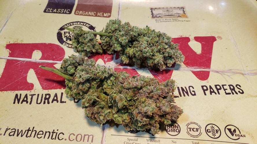 Tribute to willie nelson- the man. Week 22 - Willie nelson wet sample ,153 days old ,81 days flower 